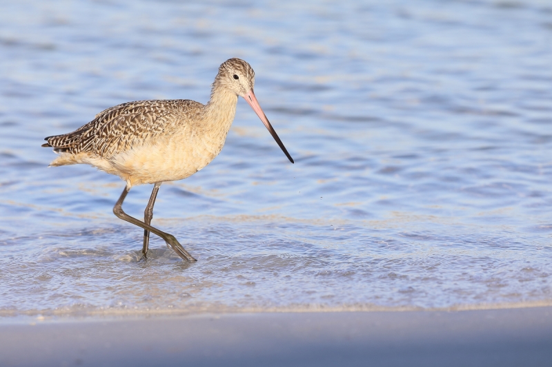 NHGodwit