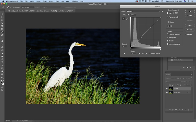 NOISE-A-Great-Egret-fishing-_A927865-Indian-Lake-Estates-FL-1