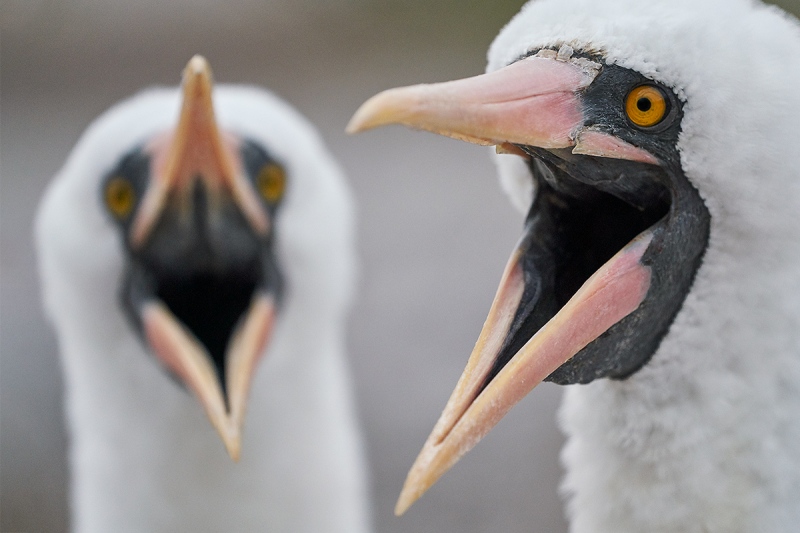 Nazca-Boobies-courting-A-_A7R4387-Prince-Phillips-Steps-Genovesa-Tower-Island-Galapagos-1