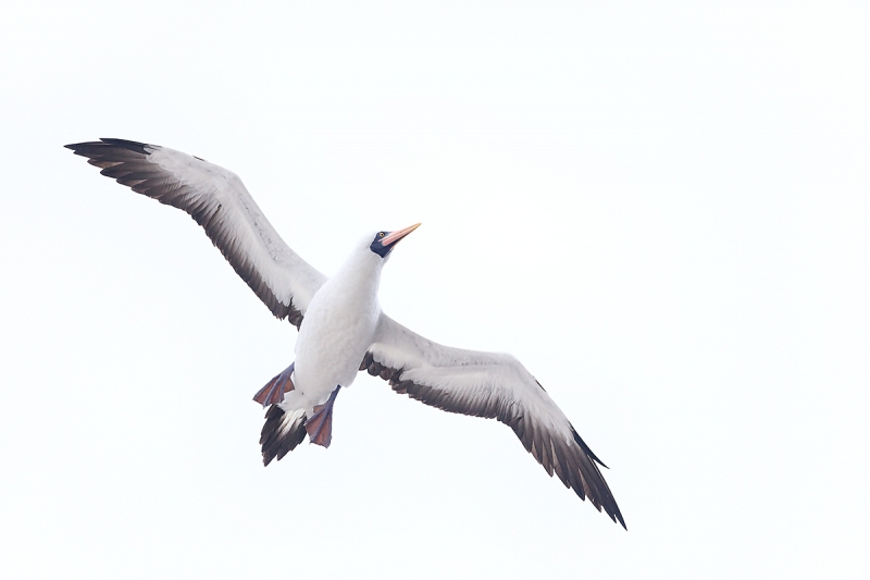 Nazca-Booby-in-flight-from-below-_W5A5652-Darwin-Bay,-Genovesa-(Tower-Island),-Galapagos,-Ecuador