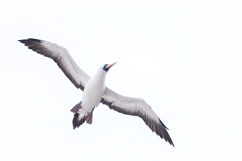 Nazca-Booby-in-flight-from-below-_W5A5652-Darwin-Bay,-Genovesa-(Tower-Island),-Galapagos,-Ecuador