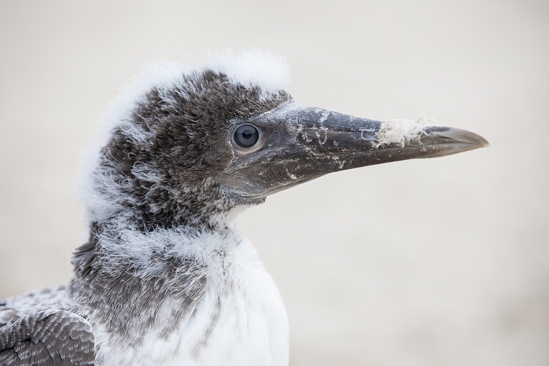 Nazca-Booby-large-chick-_P3A1197-Darwin-Bay,-Galapagos,-Ecuador