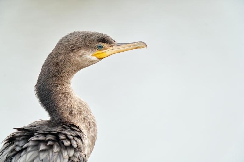 Neotropic-Cormorant-immature-_7R49394Anhauac-NWR-TX-1