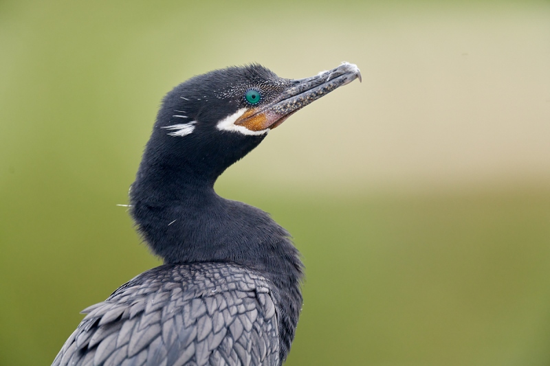 Neotropical-Cormorant-adult-_7R49363Anhauac-NWR-TX-1