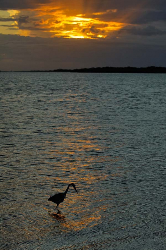 Nick-Clayton-_P3A3171-Fort-DeSoto-Park,-Pinellas-County,-FL