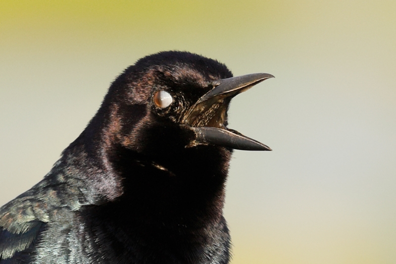 Nictitating-membrane-grackle-_W5A0777--Indian-Lake-Estates,-FL