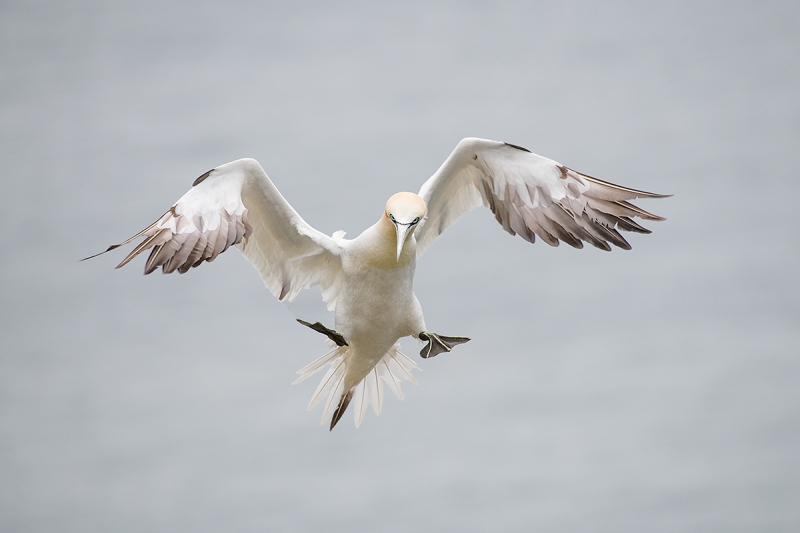 Norhtern-Gannet-darker-braking-to-land-_MAI7714-Bmpton-Cliffs,-UK