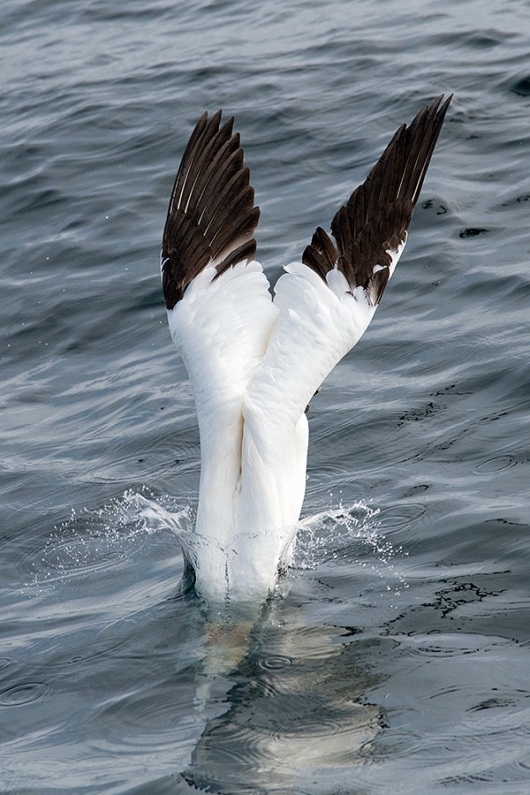 Norhtern-Gannet-entering-water-on-dive----baited-_MAI2121Bass-Rock,-Scotland,-UK