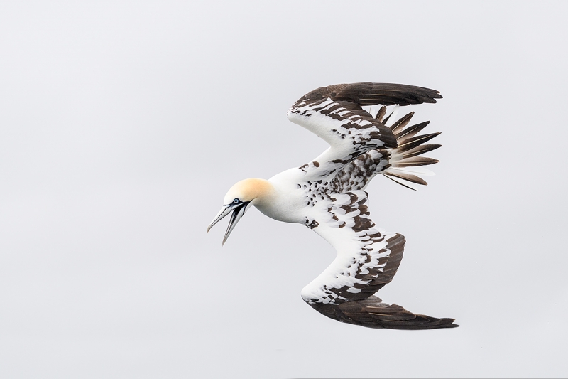 Northern-Gannet-3-year-old-starting-dive-_DSC4864Bass-Rock,-Scotland,-UK