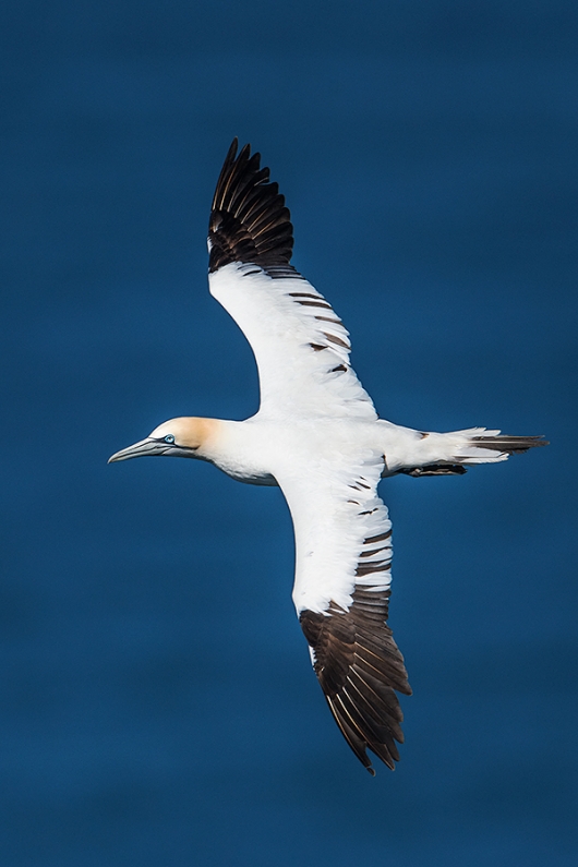 Northern-Gannet-DARKER-top-shot-_MAI9051-Bempton-Cliffs,-UK