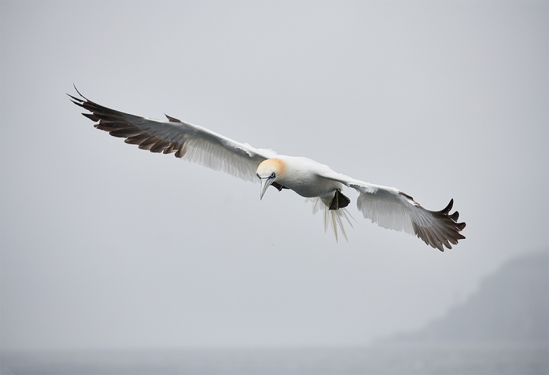 Northern-Gannet-adult-inj-flight-near-BAss-Rock-_BUP6302-Dunbar-Scotland-1