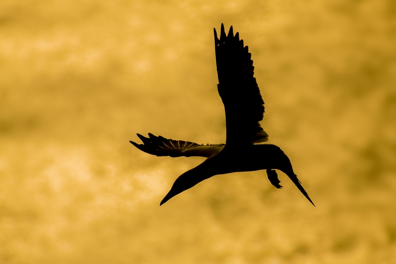 Northern-Gannet-at-sunrise-backlit-_BUP2427-Bempton-Cliffs,-UK