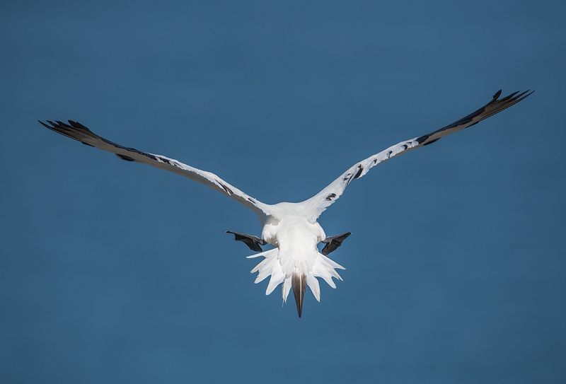 Northern-Gannet-braking-rear-view-_MAI8973-Bempton-Cliffs,-UK