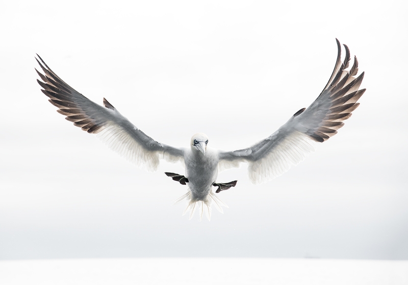 Northern-Gannet-braking-to-land-105mm-_MAI2126Bass-Rock,-Scotland,-UK