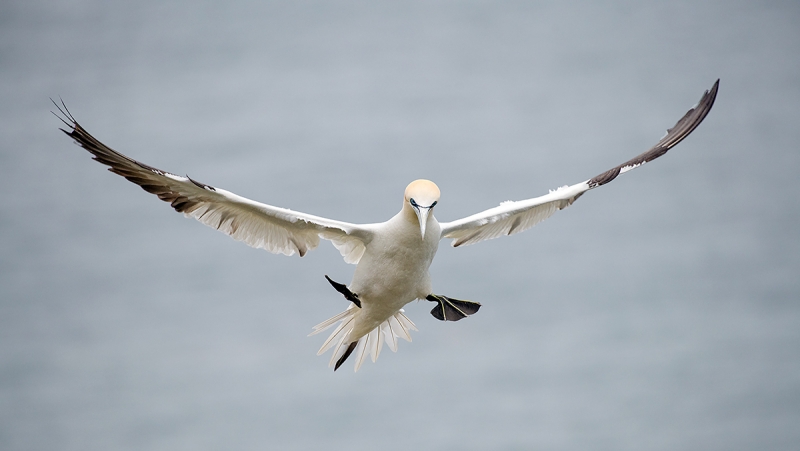 Northern-Gannet-braking-to-land---_MAI7713-Bmpton-Cliffs,-UK