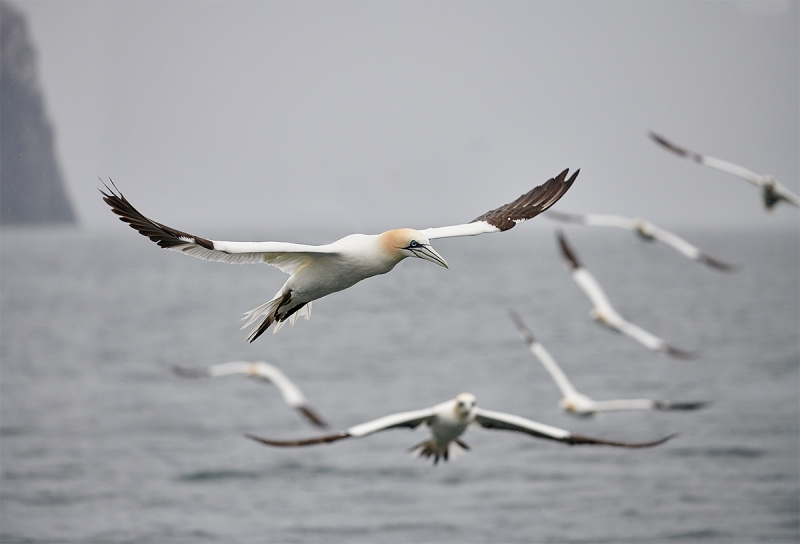 Northern-Gannet-formation-and-Bass-Rock-_BUP5707-Dunbar-Scotland-1