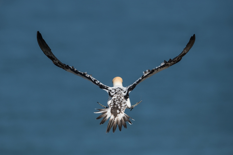 Northern-Gannet-immature-braking-in-flight-_MAI8978-Bempton-Cliffs,-UK