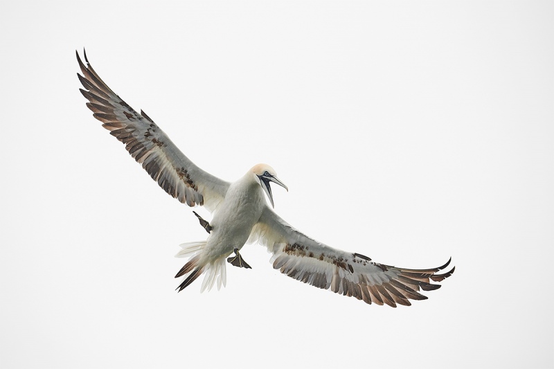 Northern-Gannet-immature-ready-to-dive-_BUP6097-Dunbar-Scotland-1