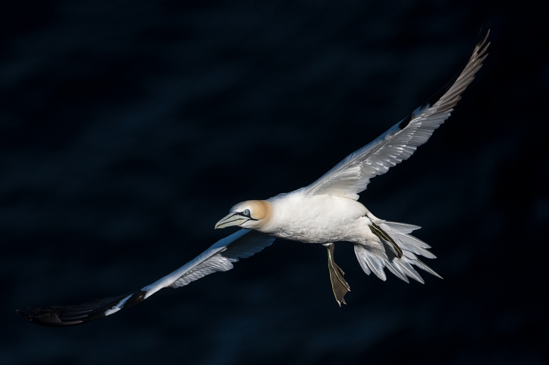 Northern Gannet in flight shadow BKGR _MAI9163 Bempton Cliffs, UK