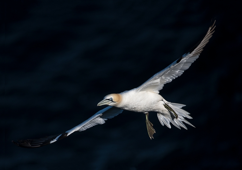 Northern-Gannet-in-flight-shadow-BKGR-_MAI9163-Bempton-Cliffs,-UK