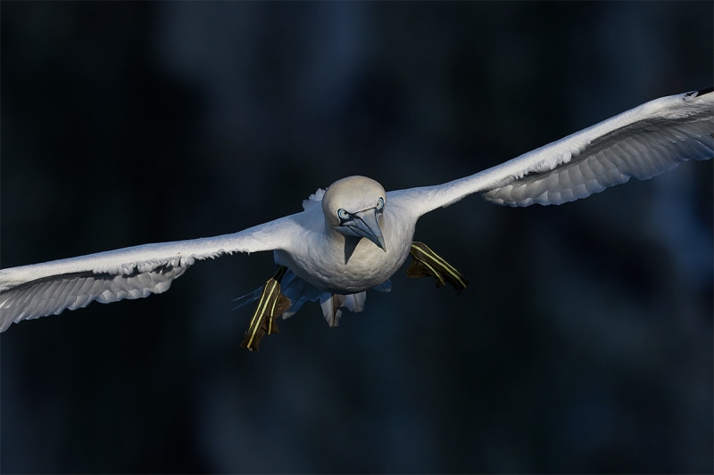 Northern-Gannet-incoming-dark-BKGR