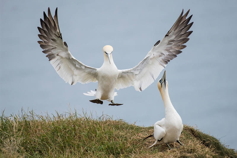 Northern-Gannet-landing-by-mate-_MAI7953-Bmpton-Cliffs,-UK