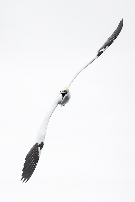 Northern-Gannet-ready-to-dive-_P3A0310-Bass-Rock,-Scotland