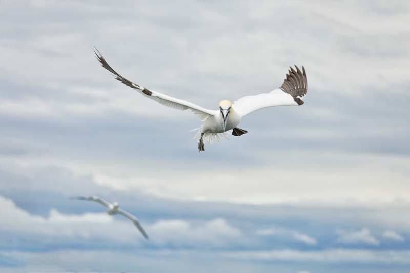 Northern-Gannet-ready-to-dive-_P3A0394-Bass-Rock,-Scotland