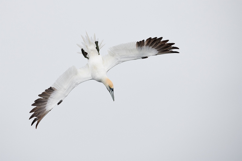 Northern-Gannet-upside-down-dive-_BUP5986-Dunbar-Scotland-1