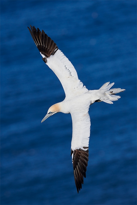 Northern-Gannet-vertical-banki-_BUP1541-Bempton-Cliffs-UK-1