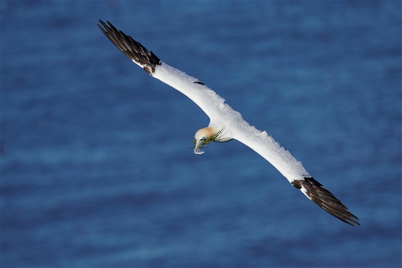 Northern-Gannet-with-nesting-material-top-shot-_BUP1410-Bempton-Cliffs-UK-1-1