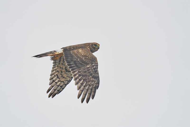 Northern-Harrier-looking-back-in-flight-A-_A923120Smith-Point-TX-1