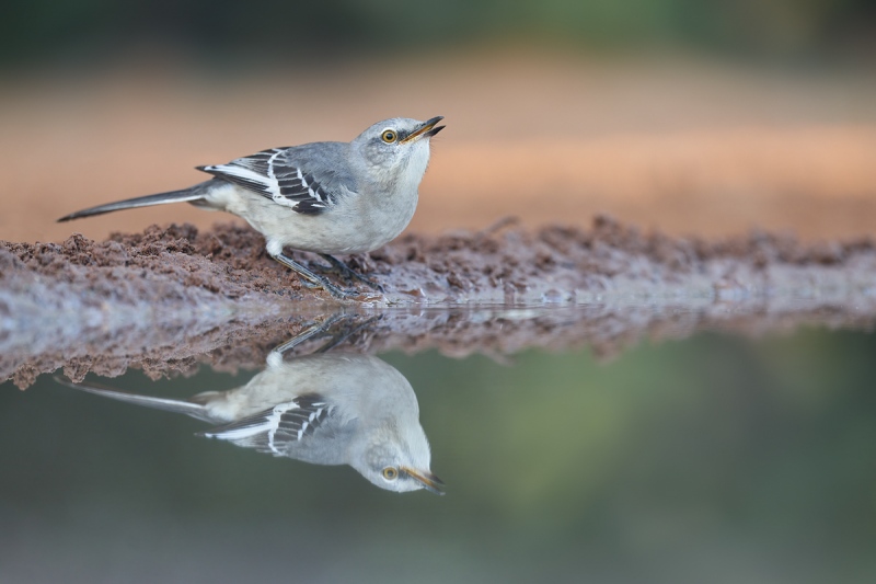 Northern-Mockingbird-drinking-low-light-