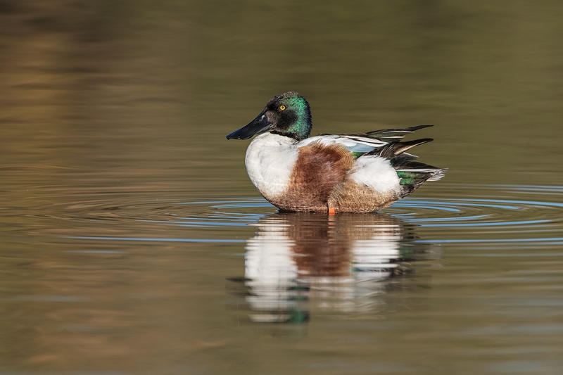 Northern-Shoveler-drake-A-_DSC7870--Gilbert-Water-Ranch-Riparian-Preserve,-Phoenix,-AZ