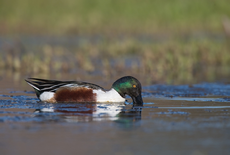 Northern-Shoveler-male-feeding-_DSC1175--Gilbert-Water-Ranch-Riparian-Preserve,-AZ