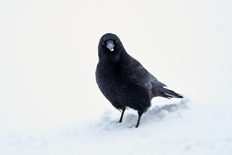 Northwestern-Crow-BLACKER-in-snow-_A922449-Homer-AK-1