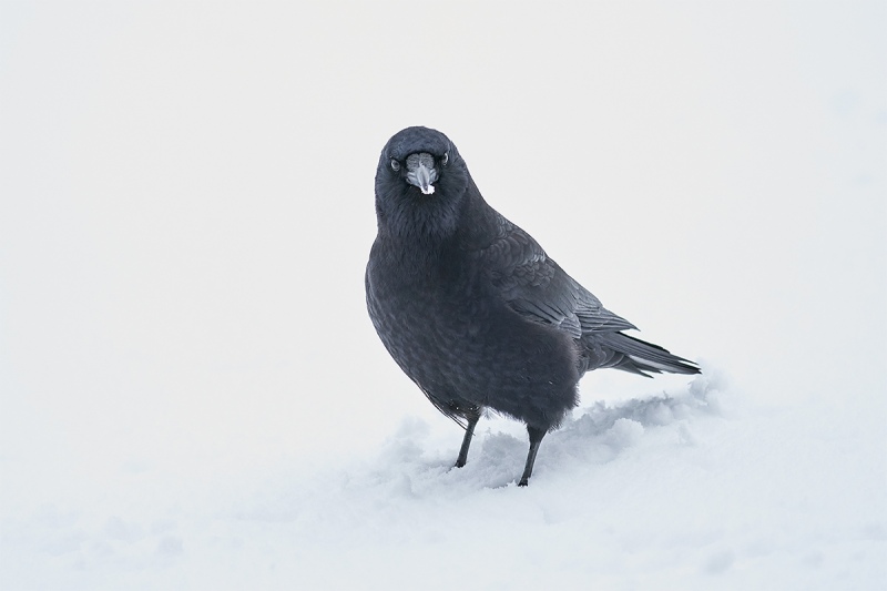 Northwestern-Crow-in-snow-_A922449-Homer-AK-1