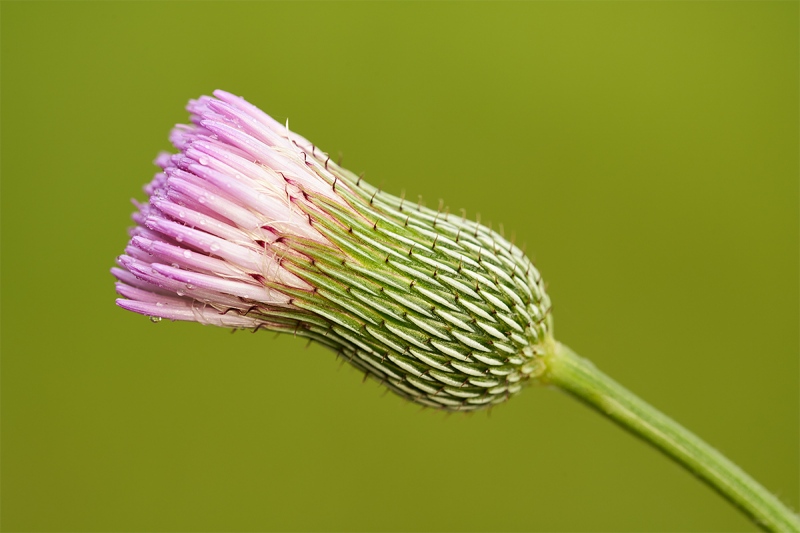 Nutalls-Thistle-_7R43999-Indian-Lake-Estates-FL-1