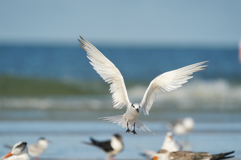 ORG-Sandwich-Tern-landing-_A9B0707-Fort-DeSoto-Park-FL-1