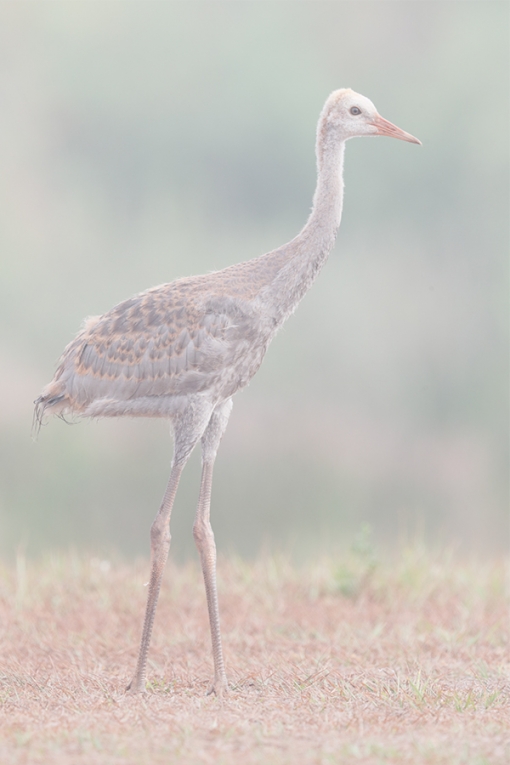 ORIG-Sandhill-Crane-colt-on-foggymorning-_A0I1135-Indian-Lake-Estates,-FL-copy