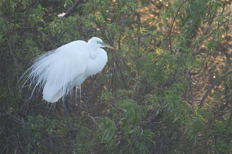 ORIG-backlit-great-egret-_DSF3669-Gatorland,-Kissimmee,-FL