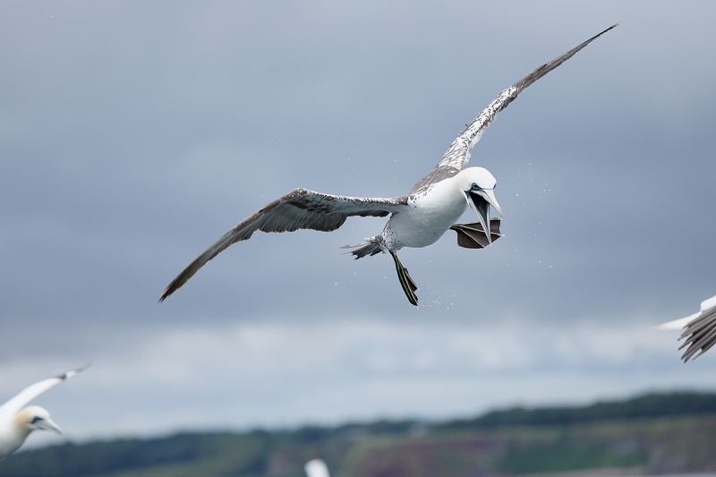 ORIG-gannet-P3A0219-Bass-Rock,-Scotland