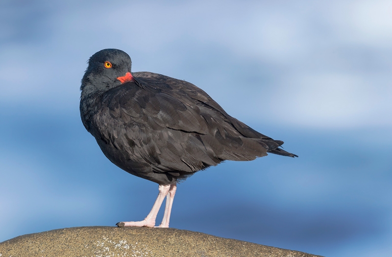 OYSTER-CATCHER_1