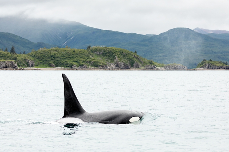 Orca-scenic-_P3A2800-Kukak-Bay,-Katmai-National-Park,-AK