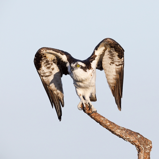 Osprey-SQ-ready-for-take-off-_W5A9535--Indian-Lake-Estates,-FL