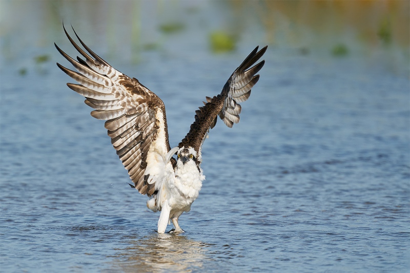 Osprey-flapping-_A9B8588-Indian-Lake-Estates-FL-1