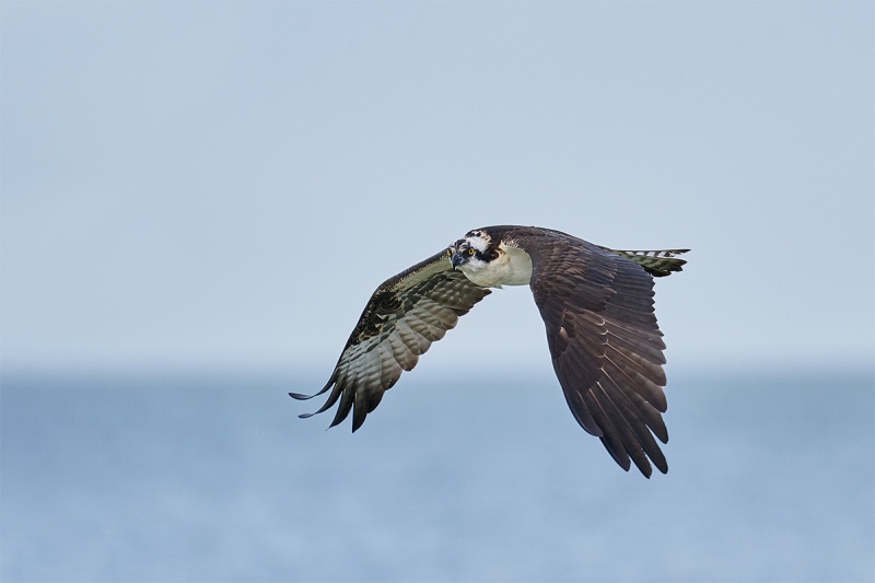 Osprey-flying-low-_A920173-Fort-DeSoto-Park-Tierra-Verde-FL-1