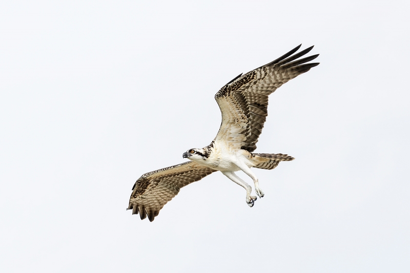 Osprey-fresh-juvenile-in-flight-_DSC1274-Indian-Lake-Estates,-FL