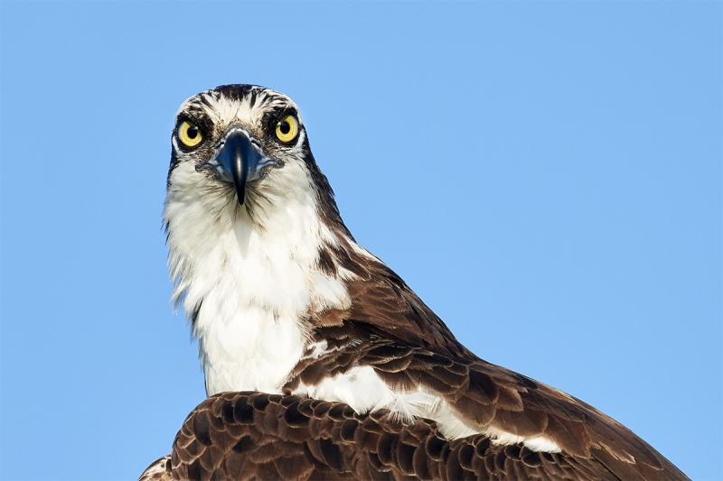 Osprey-head-crop-_7R44087-Indian-Lake-Estates-FL-1