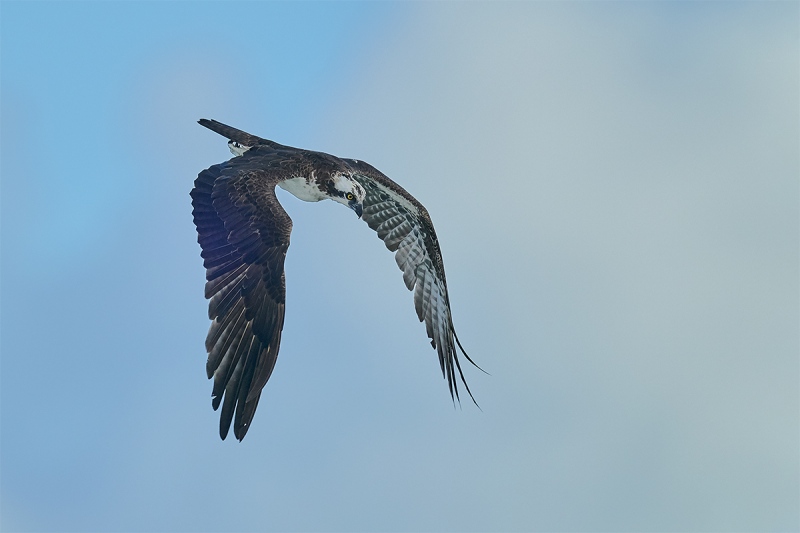 Osprey-hunting-_DSC7675-Sebastian-Inlet-FL-1